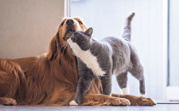 Hunde und Katzen aneinander gewöhnen