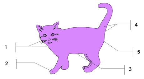 Diagram of a cat pheromone producing areas and structures