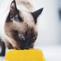 Gatti felici hanno buon appetito