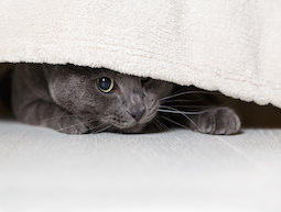 cat hiding is often stress related