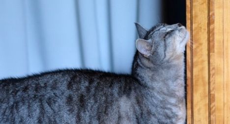 猫咪感觉舒适