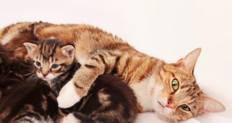 猫妈妈与她的小宝贝们