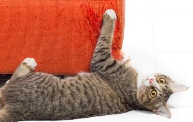 猫咪抓挠沙发