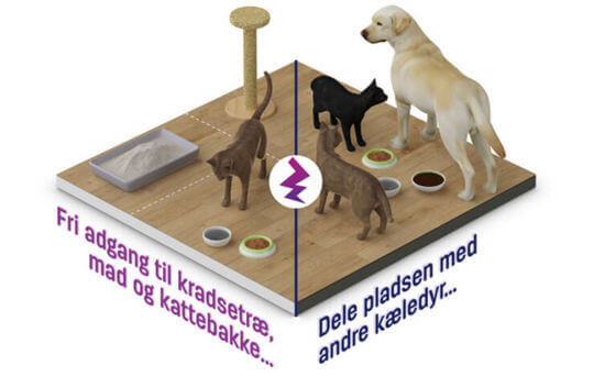 Katten vil bestemme selv