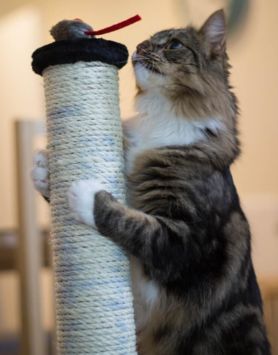 Feliway scratching post shop