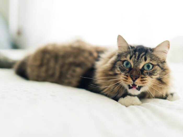 feliway for stressed cats