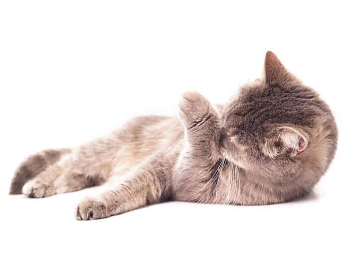 tuberkulose strømper Elastisk Skaldet plet på katten - sådan hjælper du katten