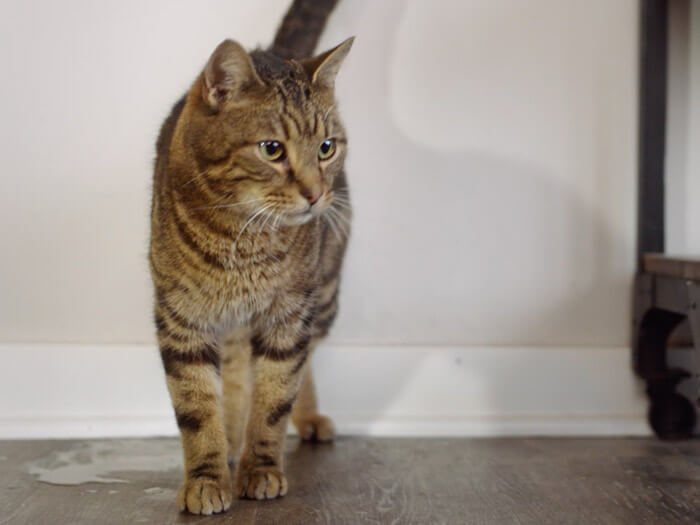 Medicin Till Katt Som Kissar Inne