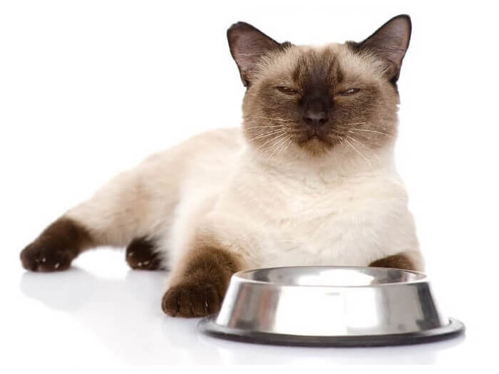Cat not eating best sale much