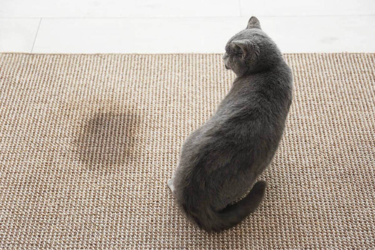 cat peeing outside litter box