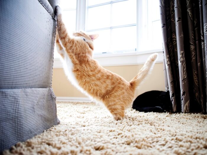 How to stop cats scratching furniture